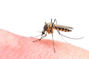 Mosquito, the most dangerous animal on the planet